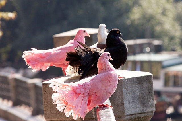 这一战术在 这一战术在